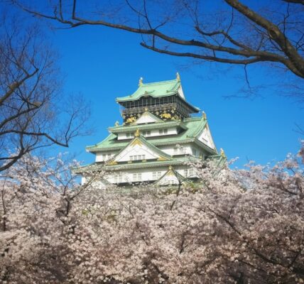 Osaka cherry blossoms in full bloom at popular sakura viewing spots