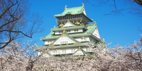 Osaka cherry blossoms in full bloom at popular sakura viewing spots