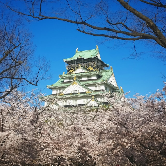 Osaka cherry blossoms in full bloom at popular sakura viewing spots