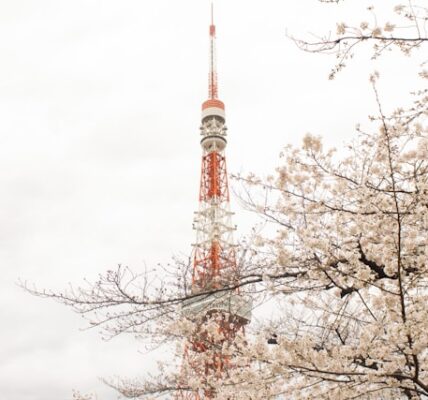 Tokyo Tower with sakura blossoms in full bloom during spring in Japan