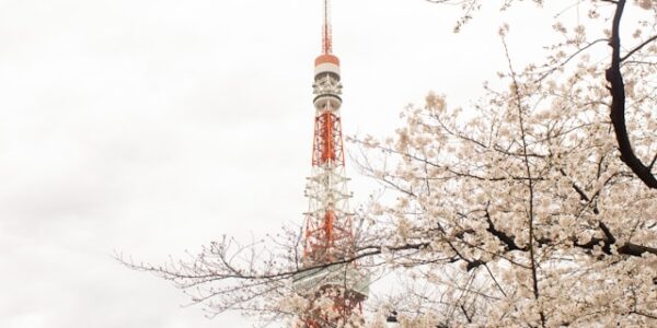 Tokyo Tower with sakura blossoms in full bloom during spring in Japan