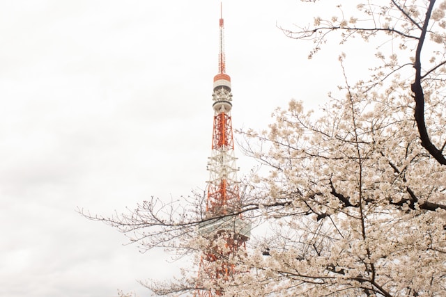 Tokyo Tower with sakura blossoms in full bloom during spring in Japan