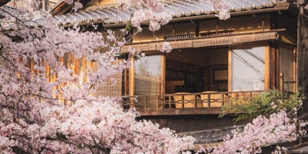 Kyoto cherry blossoms (sakura) in full bloom at famous spring viewing spots