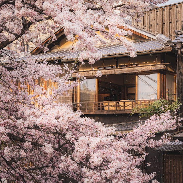 Kyoto cherry blossoms (sakura) in full bloom at famous spring viewing spots