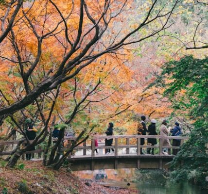 momiji at a traditional Japanese temple in spring