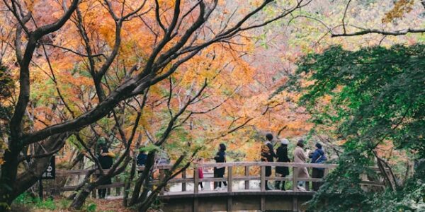 momiji at a traditional Japanese temple in spring
