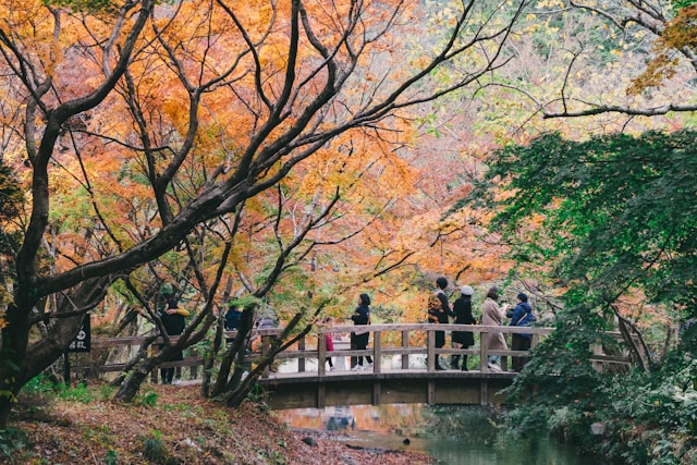momiji at a traditional Japanese temple in spring